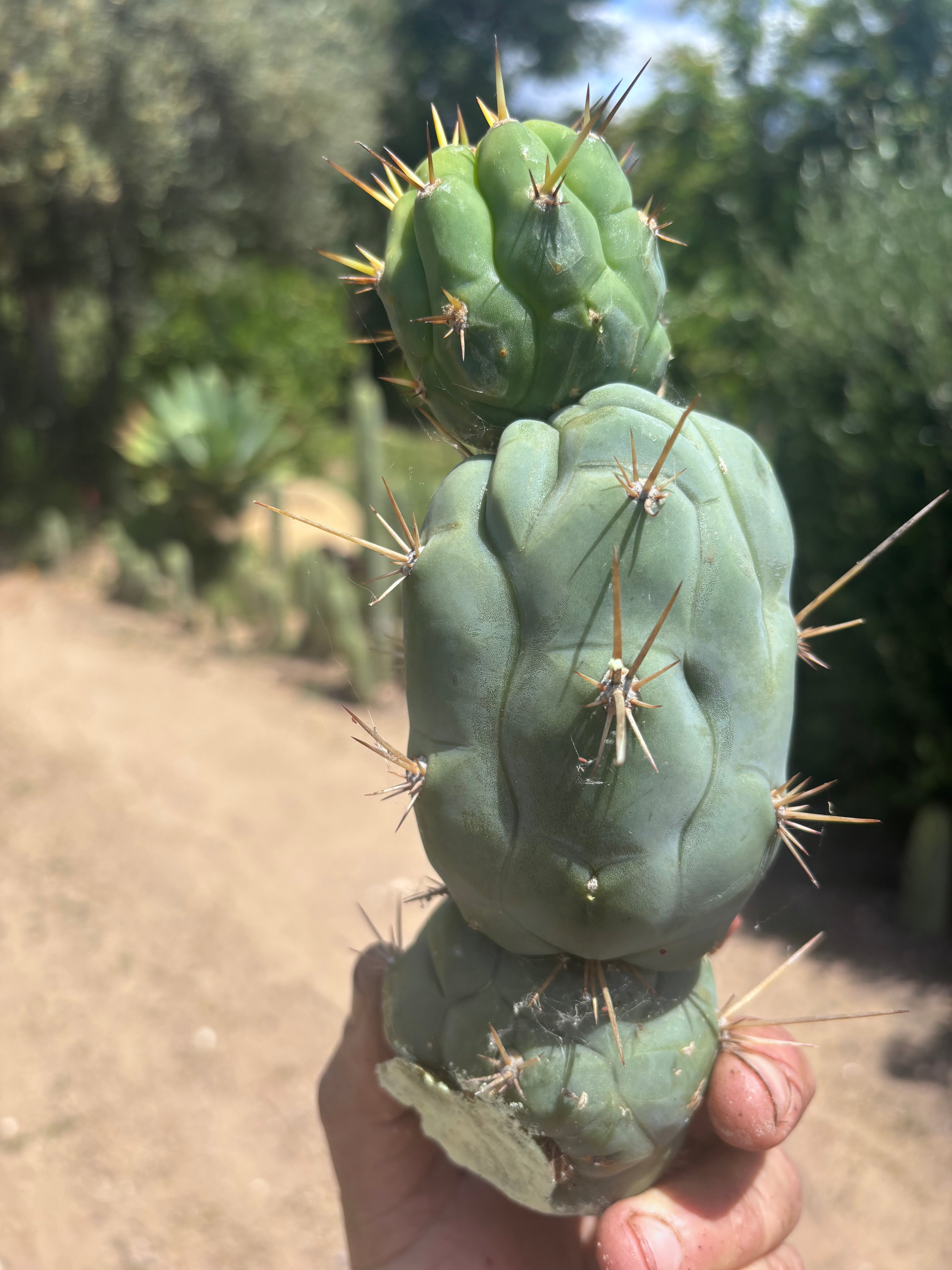💎👑 Bruce’s Dragon — Chonky 9” Stacker Pup