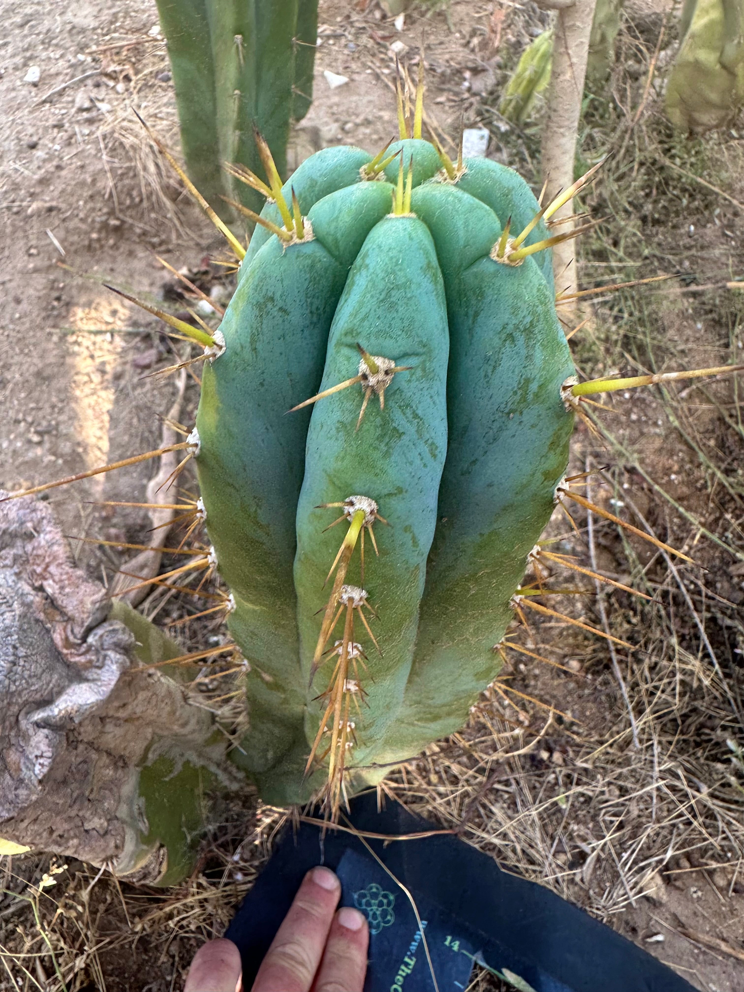 👑 Lotusland Huanucoensis — Fat 12” Pup