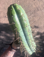 🌶️ SS02 x Kimura’s Spiny Giant  — Another Massive 16” Tip