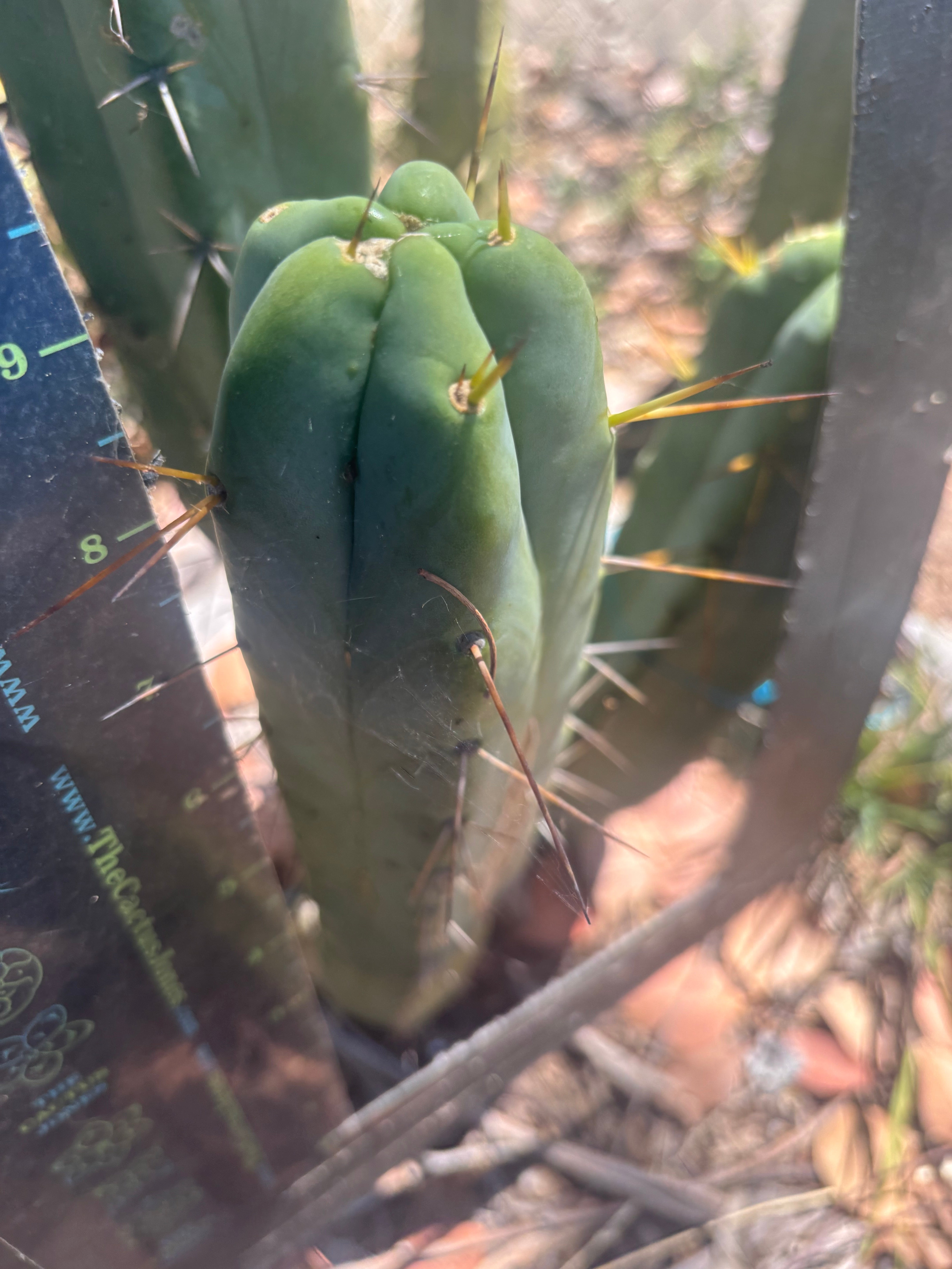 💎👑🌶️ Platform 9 3/4  — 10” Tip