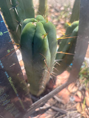 💎👑🌶️ Platform 9 3/4  — 10” Tip