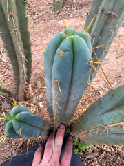 👑🌶️ S.S. Achuma — 10” Tips (2)