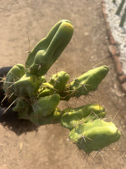 👑🌶️🌶️  TBM  — XXL Rooted Cluster