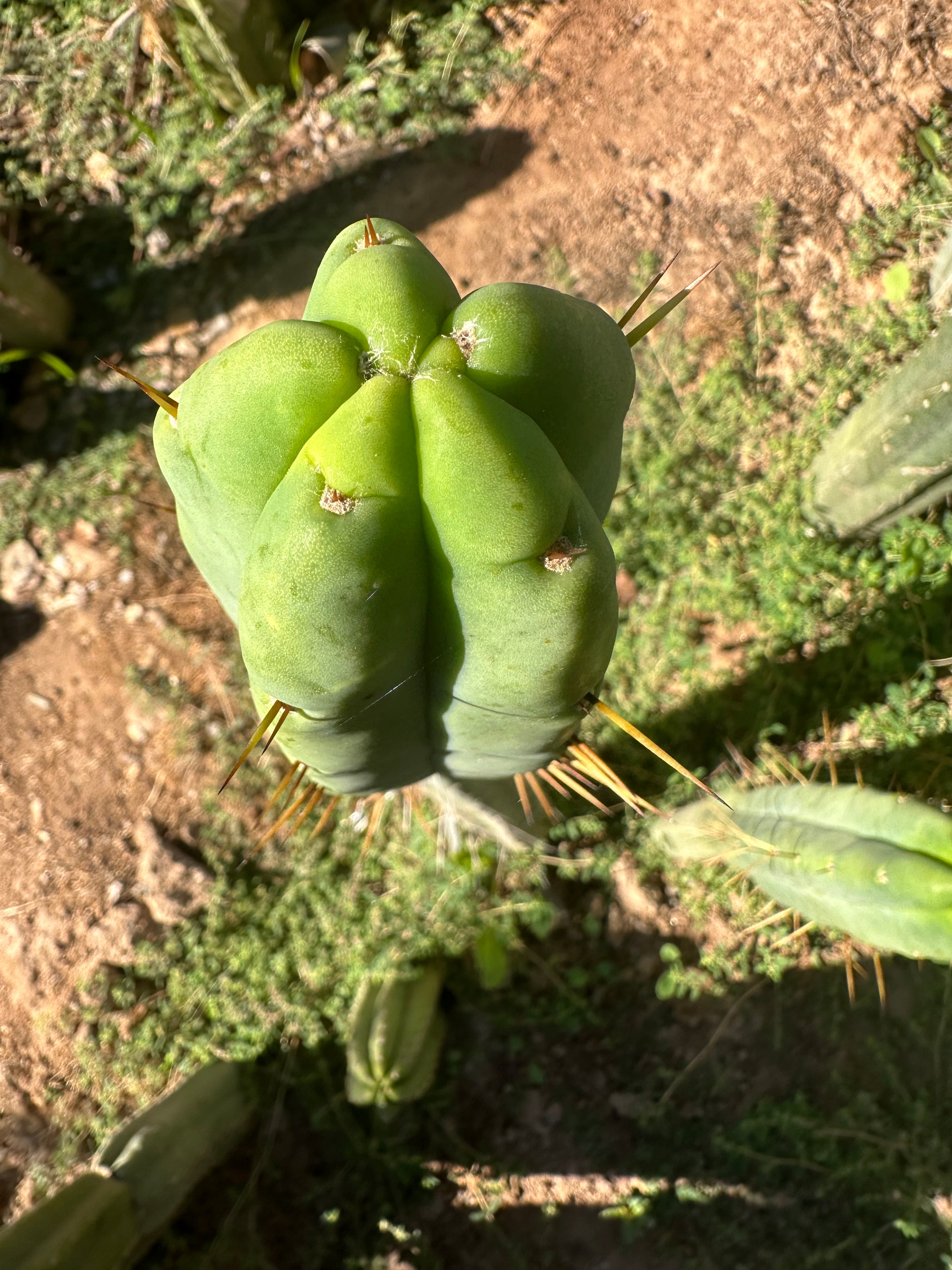 👑💎🌶️ Bob Gillette — 12” Tip