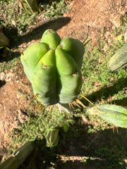 👑💎🌶️ Bob Gillette — 12” Tip