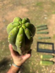 💎👑🌶️ Tom Juuls Giant  — XL 15” Tip
