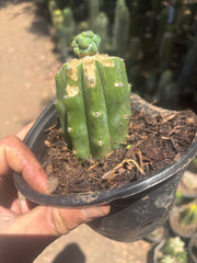 👑 Glorp — Small Pup Graft