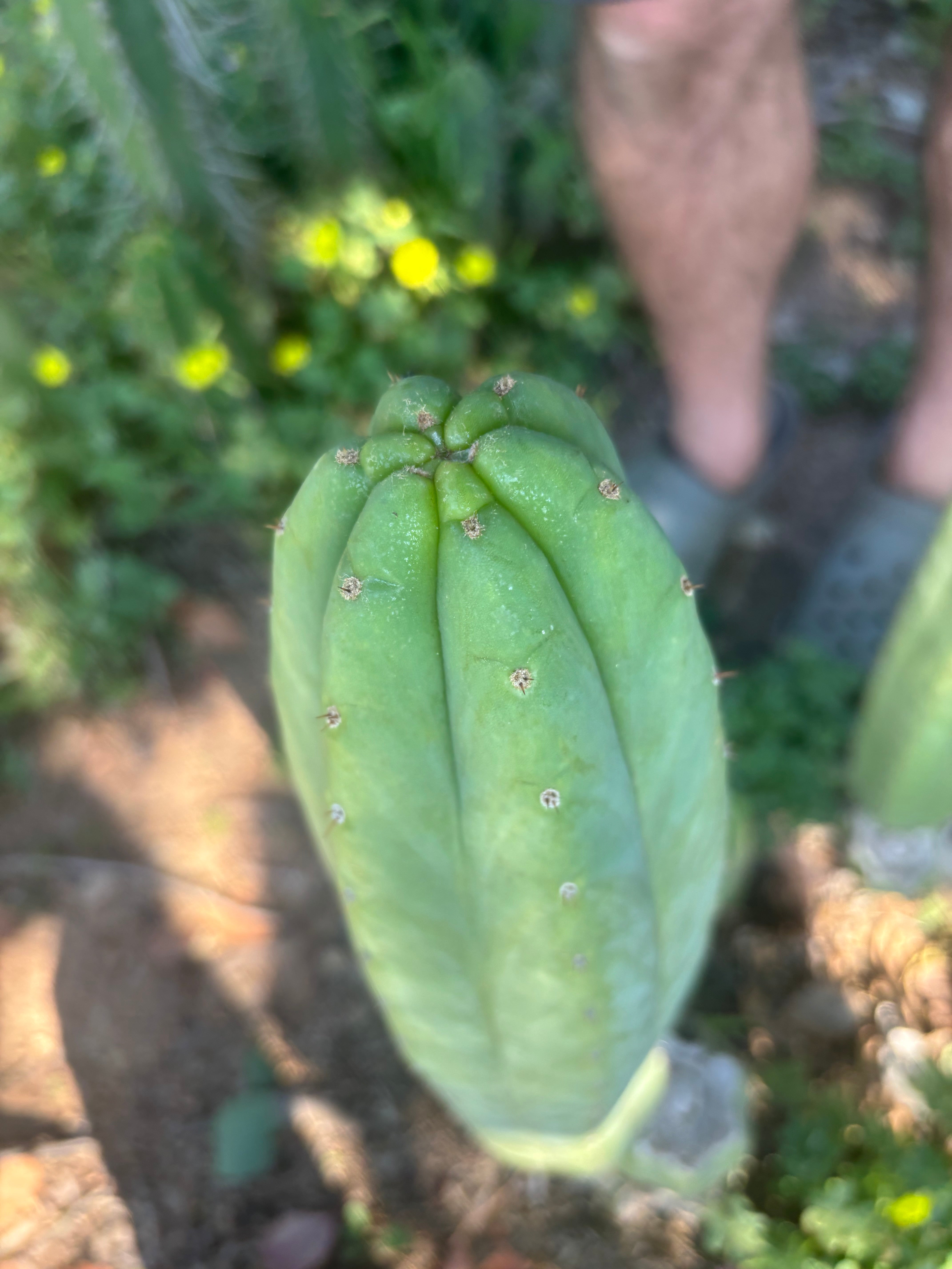 👑🌶️🌶️ Ogun — XL 14” Tip