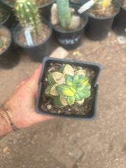 💎🔰 Crested & Variegated Myrtillocactus — Tip Graft