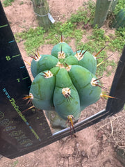 💎👑🌶️💎  Hyperspace Pixie! — 8” Tip