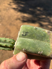👑🌶️🌶️ Landfill — Small Rooted Mid