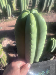 💎👑💎🌶️ Ferah — FAT 9” Tip