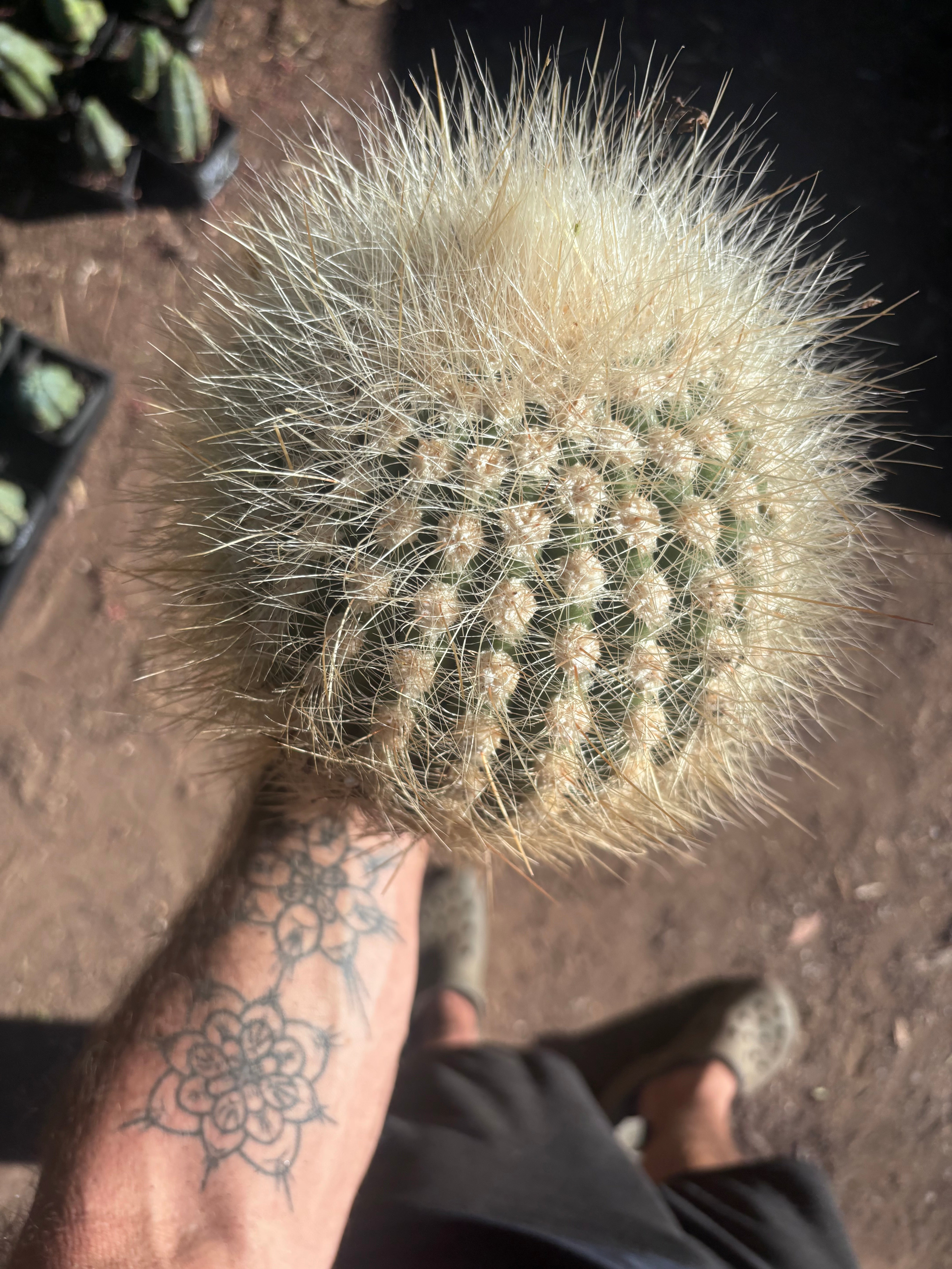 💎 T. Atacamensis — 10” x 8” Melon