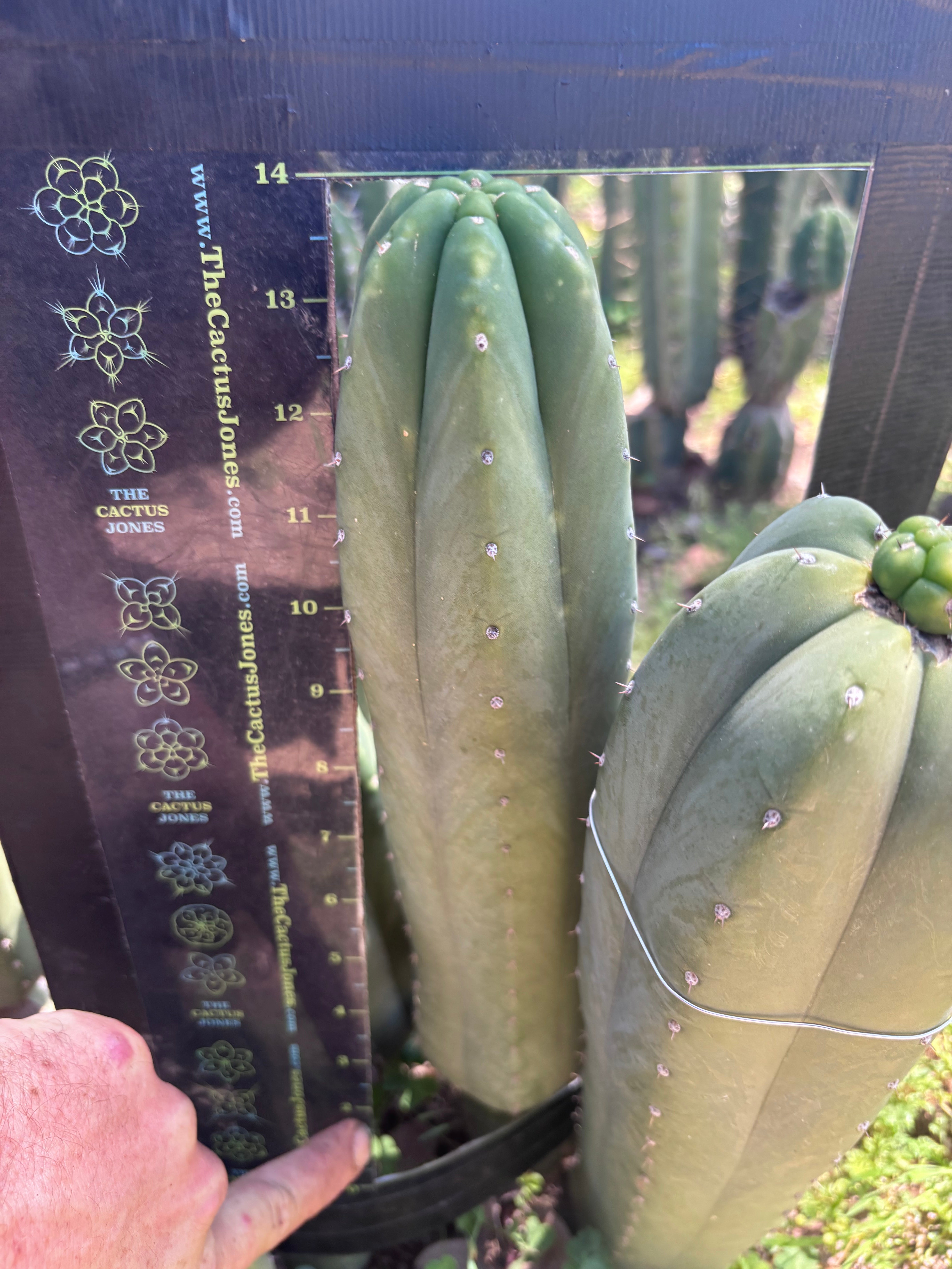 👑🌶️ DaFuq —  XL 14” Pup