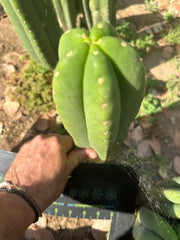 👑🌶️  Scop A  — Fat 10” Pup