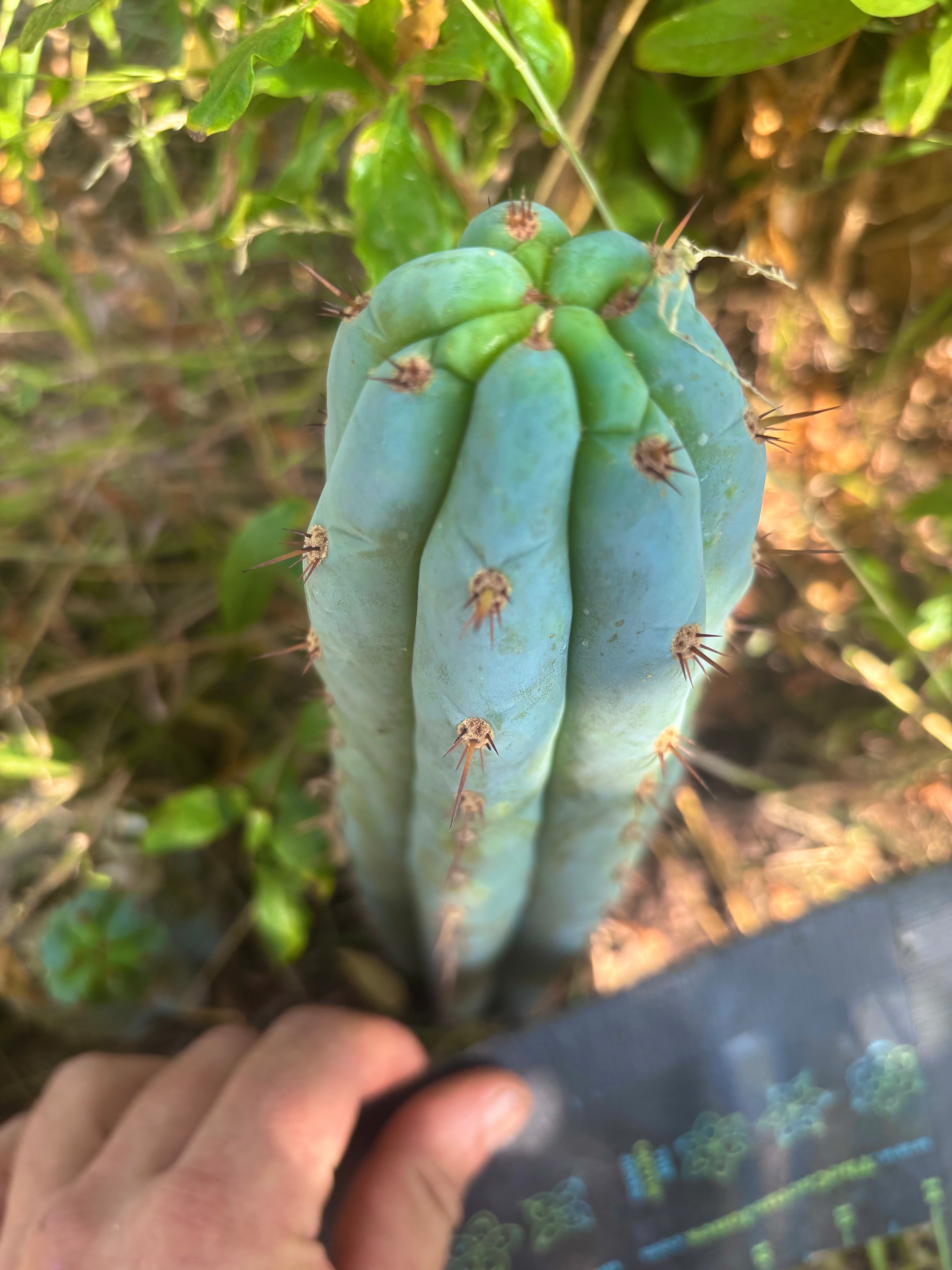 💎👑🌶️ Sharxx Blue — 8” Tip