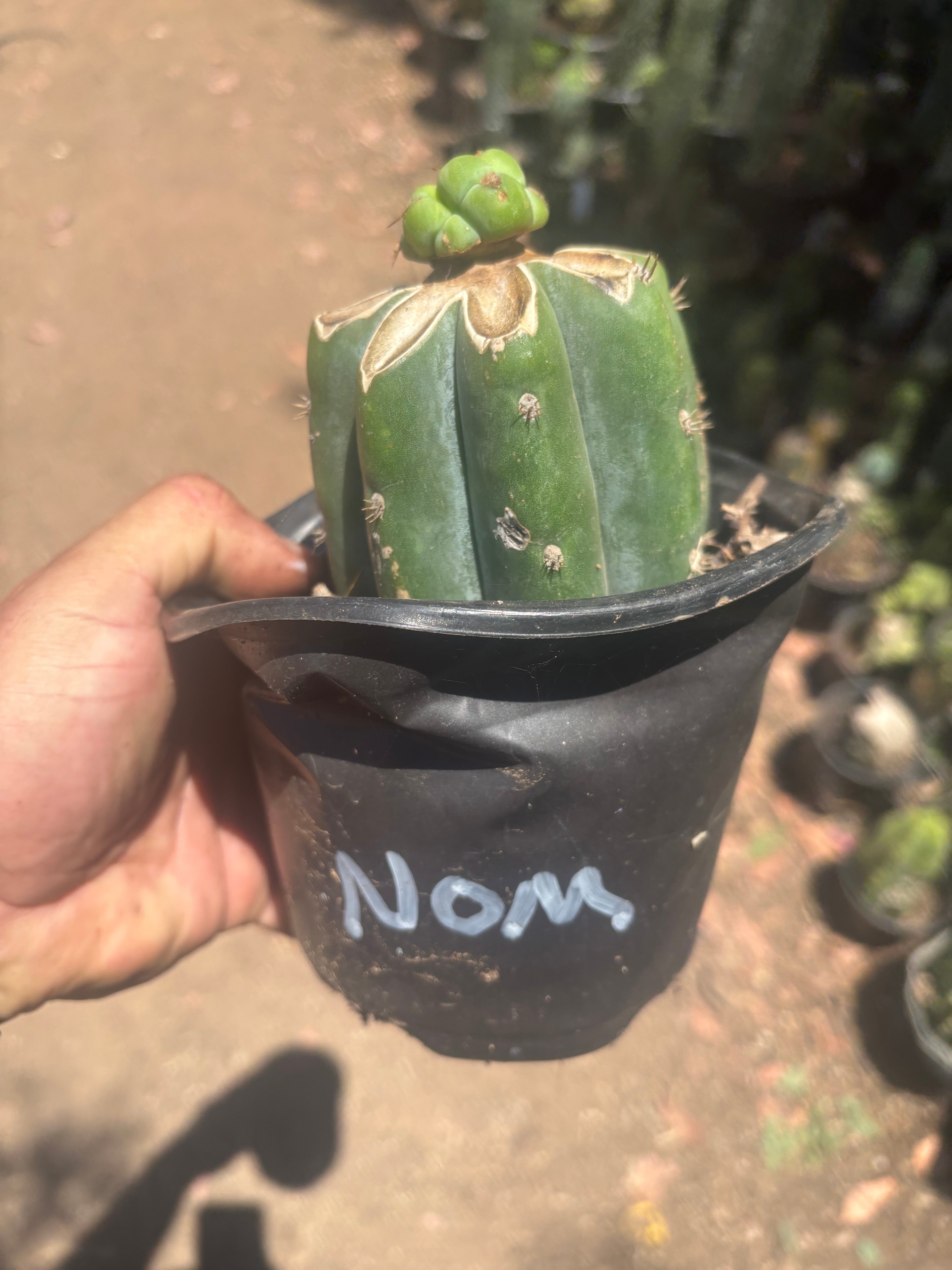 💎🌶️🌶️ NOM — Pup Graft On Rooted Shine01