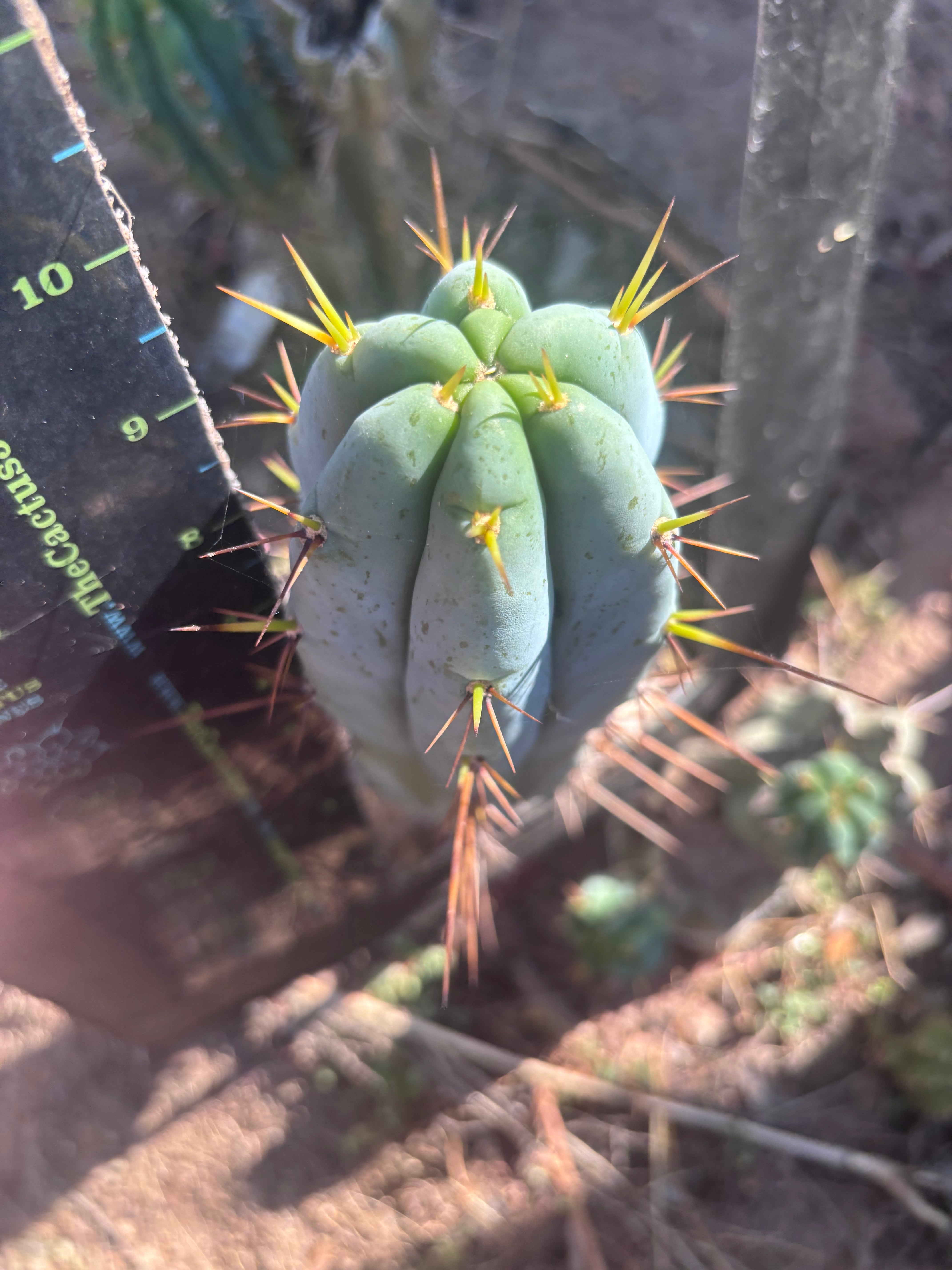 👑💎🌶️ Bluejones  — Flawless 10” Pup