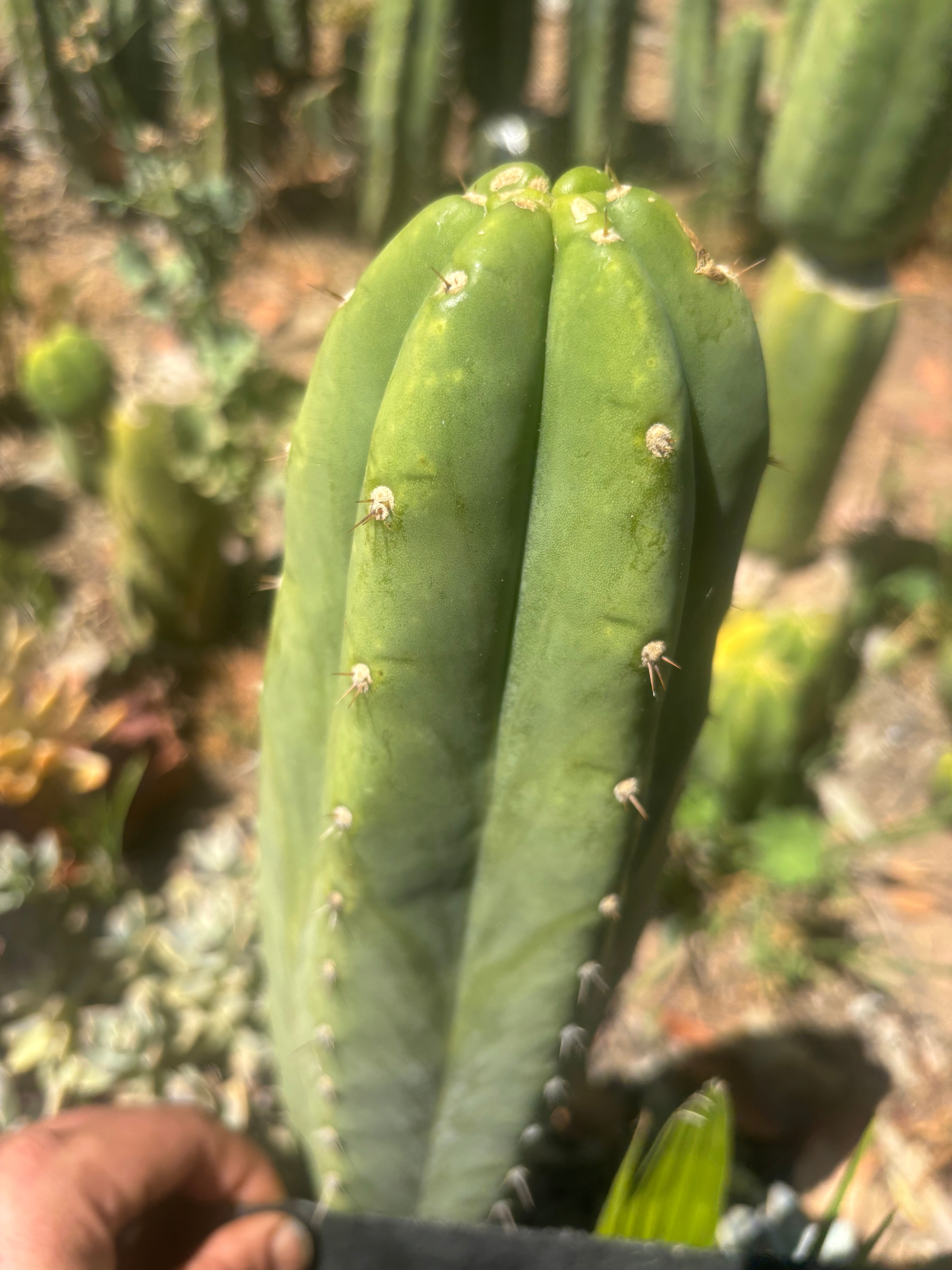 👑🌶️🌶️ Landfill — Another 11” Tip