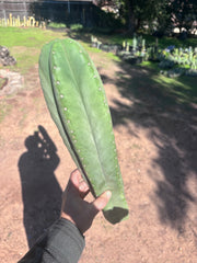 🌶️ Zed x Ecuadorian Pach — XL 20” Tip
