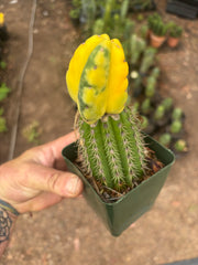 💎🔰 Ferah x Velvet, Vari #2 (FVV2) — Rooted Tip Graft