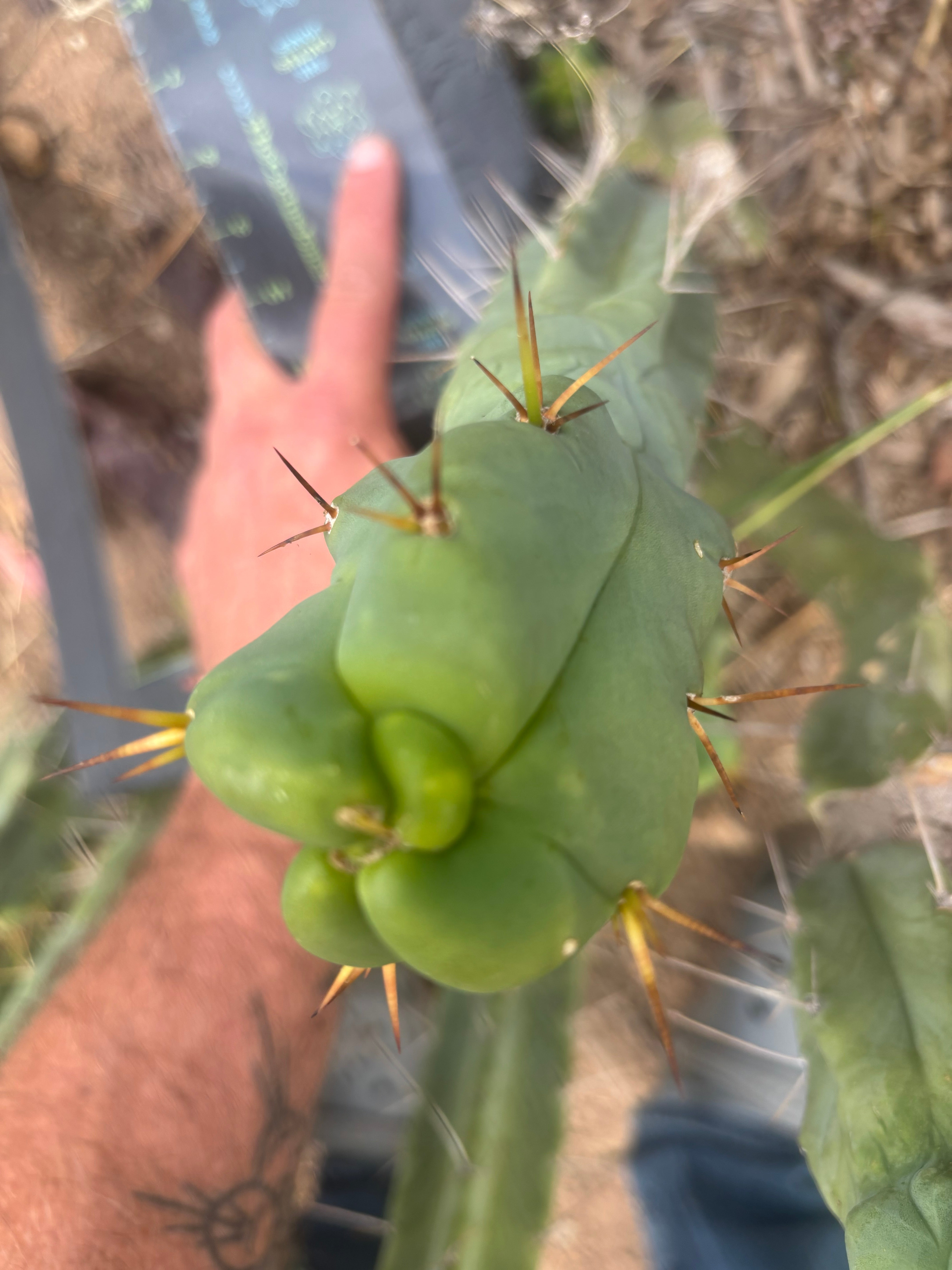 👑🌶️  Mel — 11” Tip
