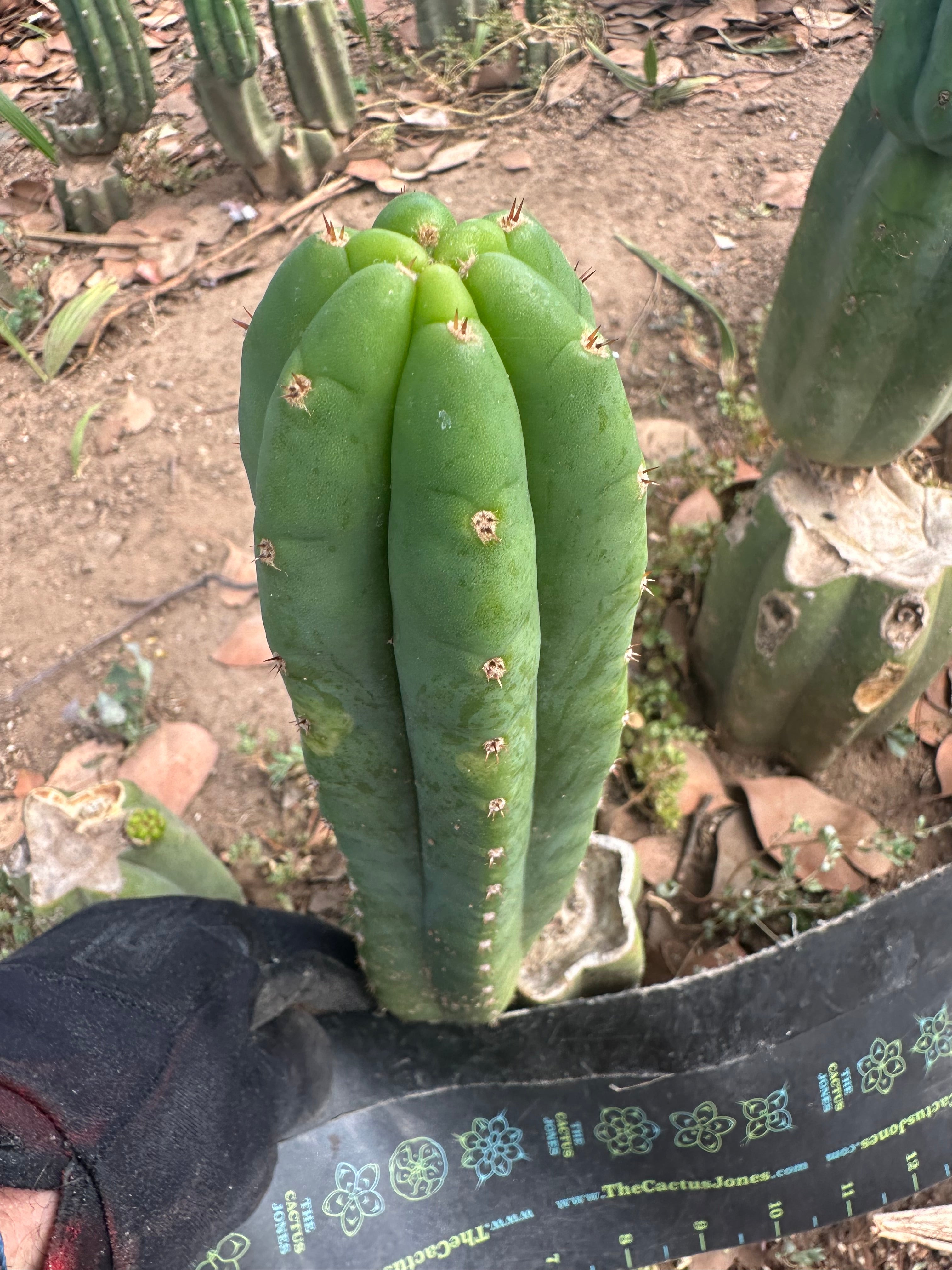 👑🌶️🌶️ Another Drop, Another Ogun — 10” Pup