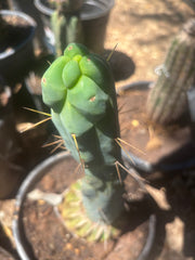 💎👑🌶️ Monster De Cota Cota — 8” Tip