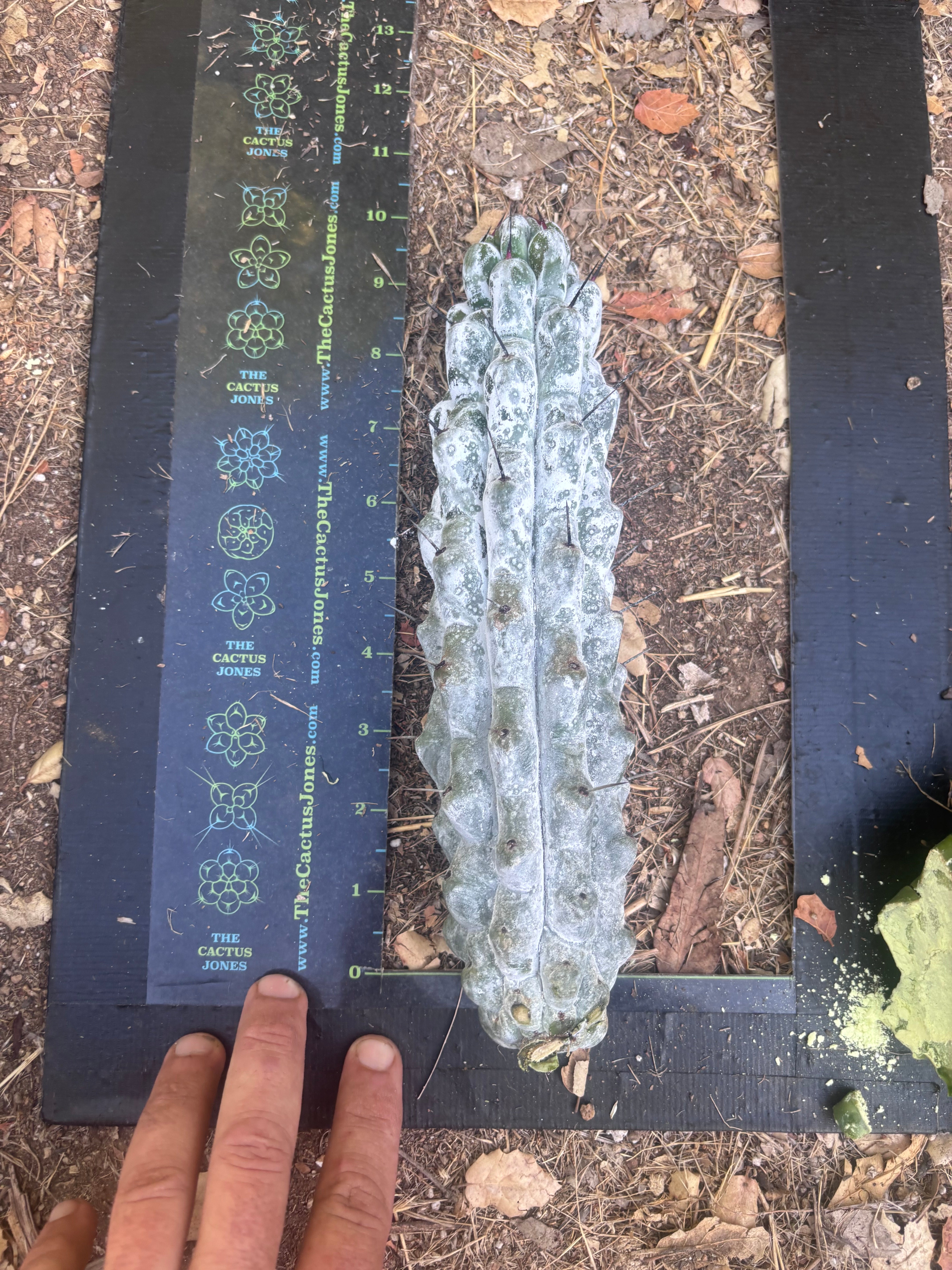 Stenocereus Beneckei — 10” Pup