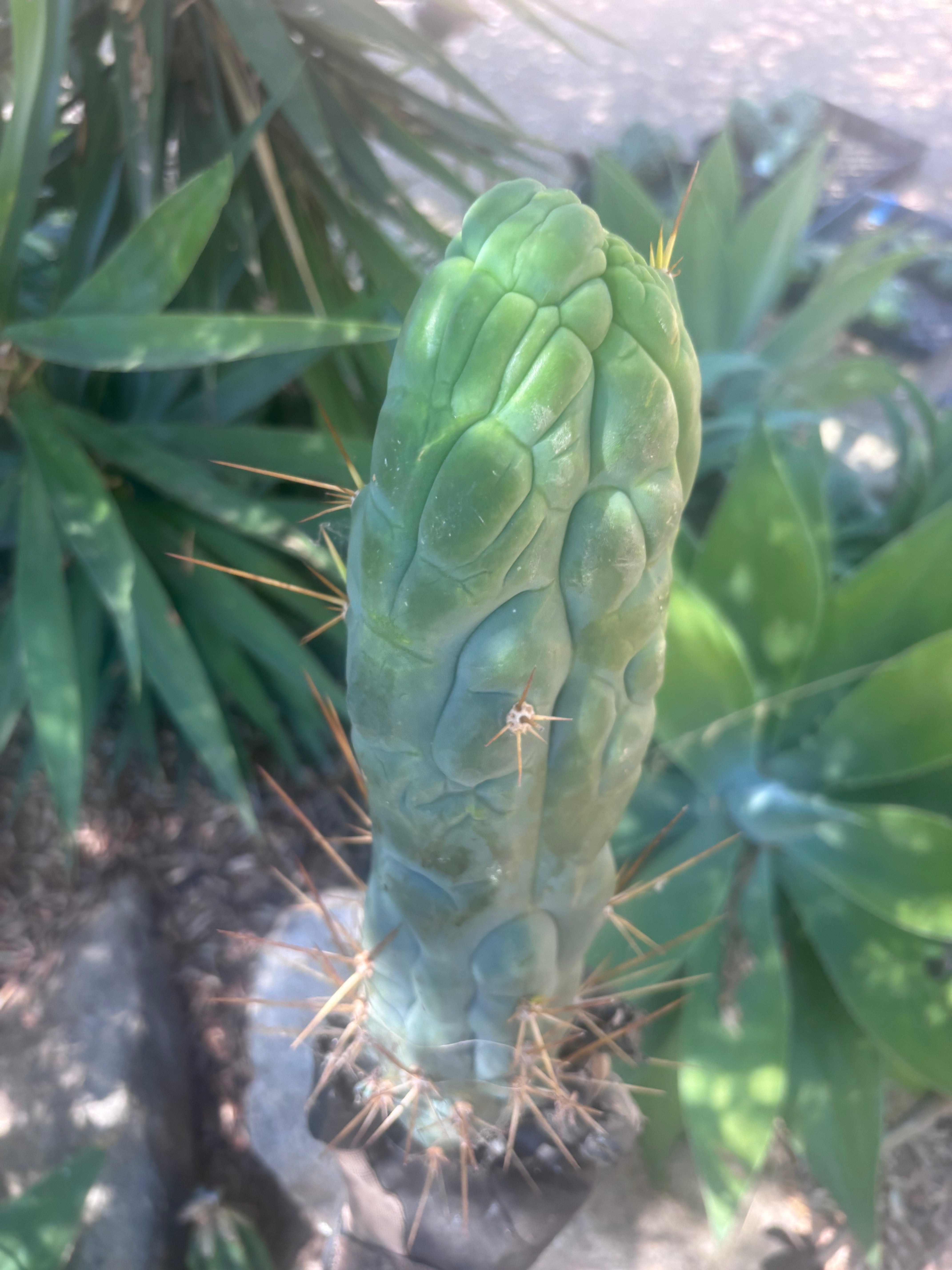 💎👑 Bruce’s Dragon — XXL 14” Tip