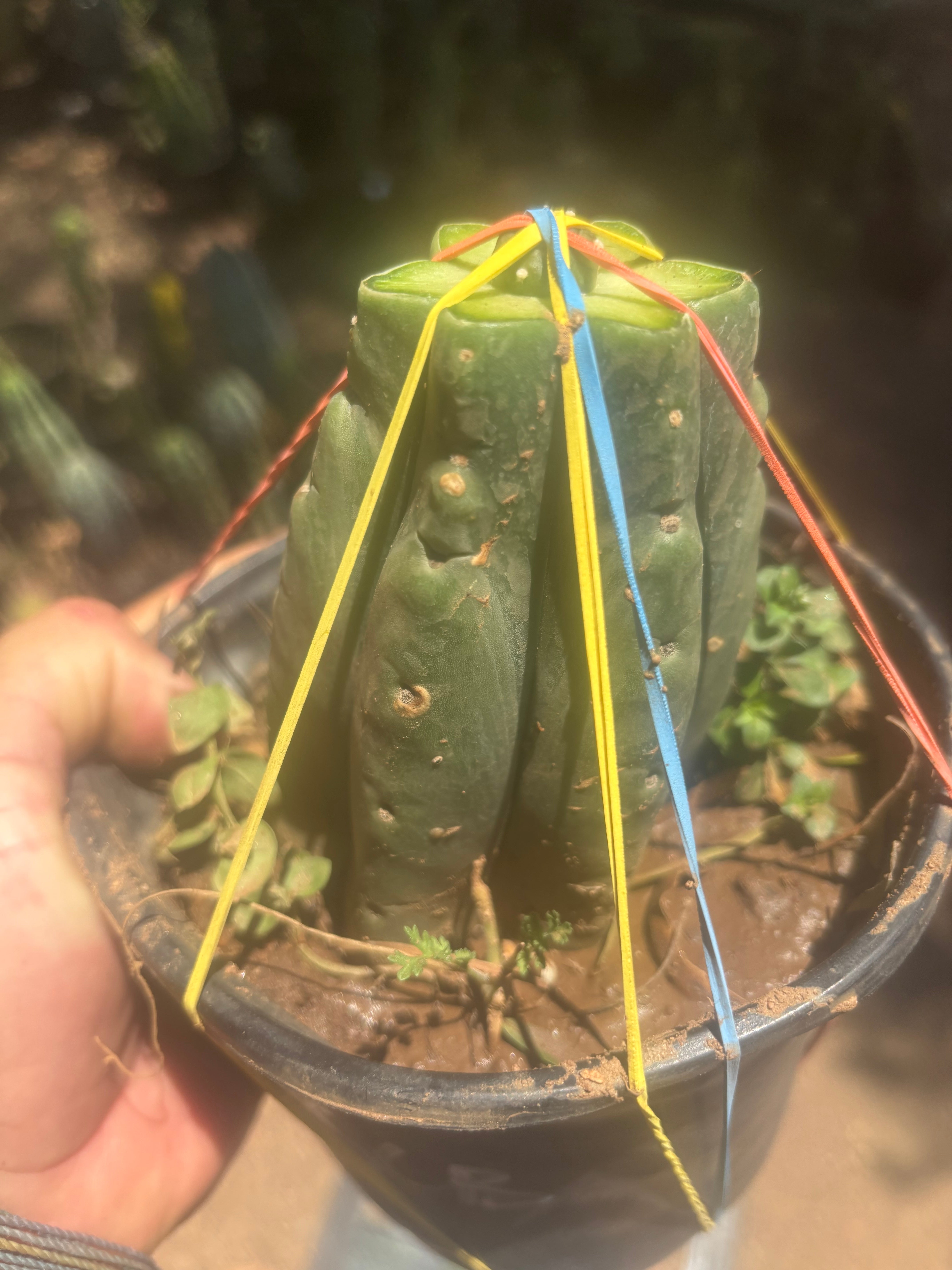 💎👑💎 SCB  — Pup Graft on Rooted Pierre