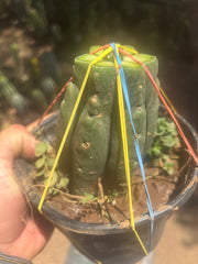 💎👑💎 SCB  — Pup Graft on Rooted Pierre