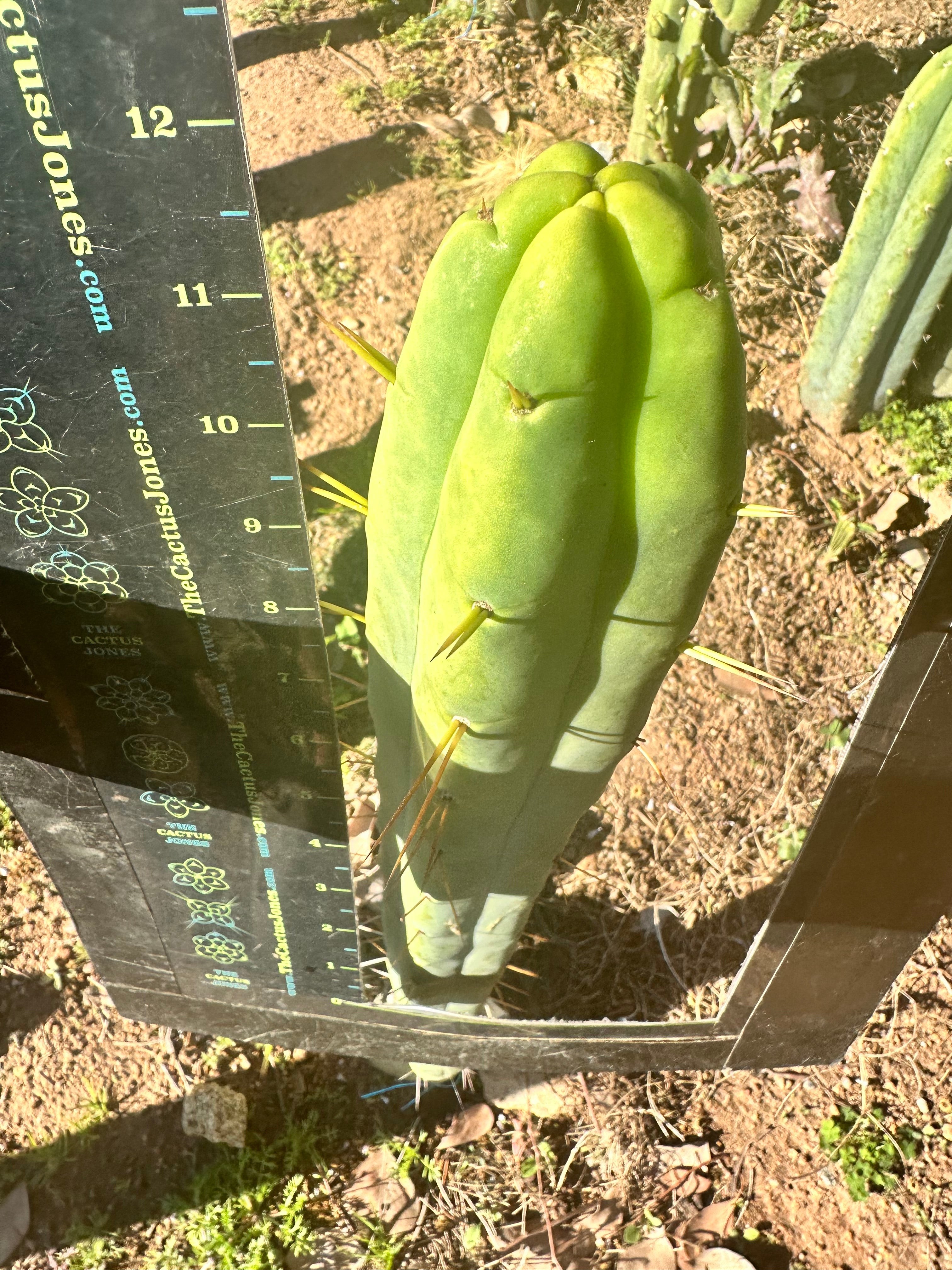 👑🌶️ More Jiimz Twin Spine  — 12” Tips