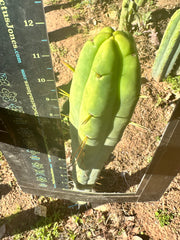 👑🌶️ More Jiimz Twin Spine  — 12” Tips