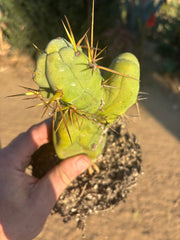 👑🌶️🌶️  TBM Clone B — Fully Rooted
