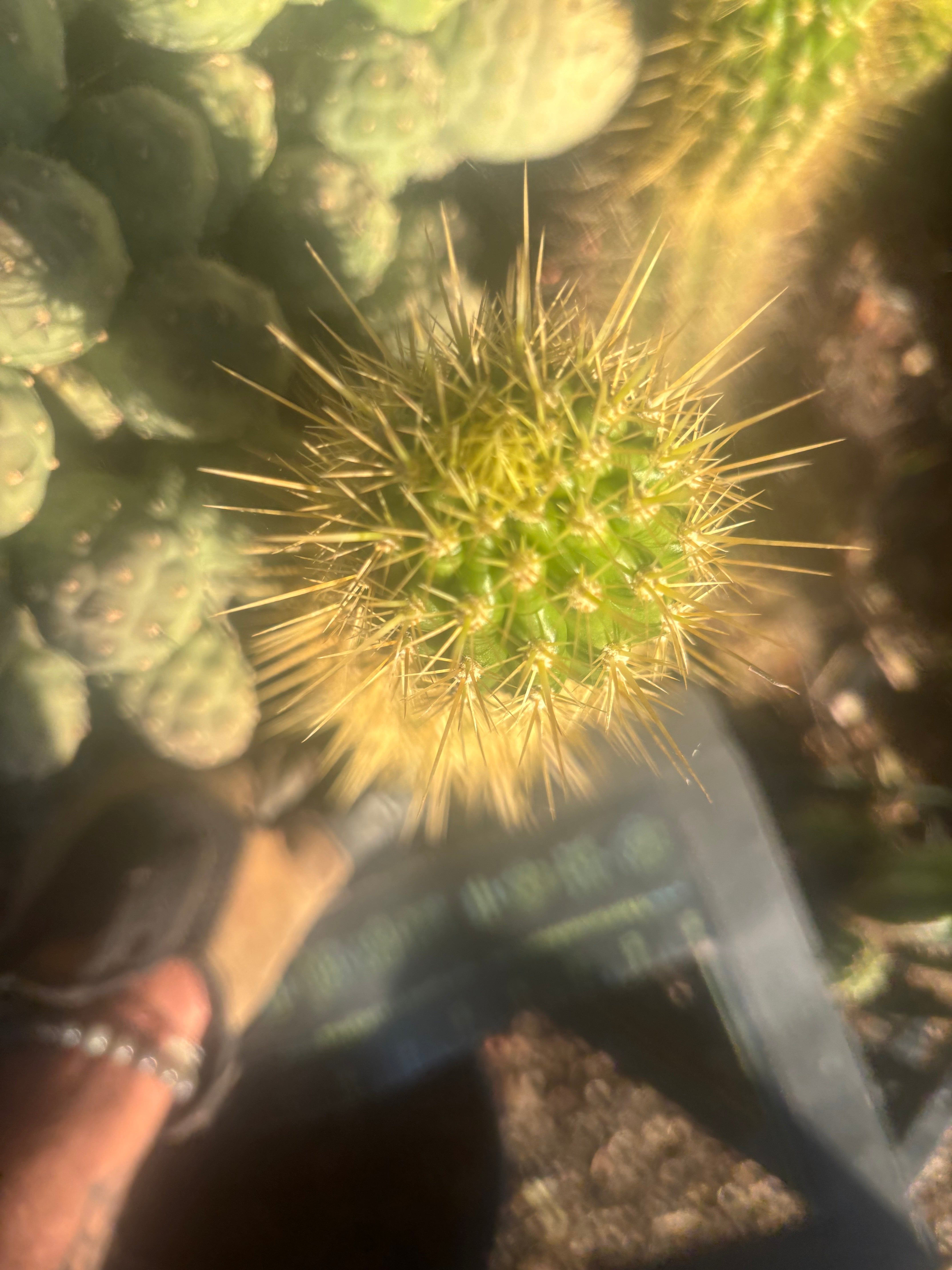 💎 T.Camarguensis  — 12” Tip