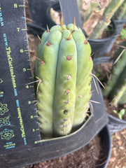 💎🌶️🌶️ NOM — Thick 7” Tip