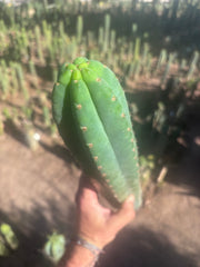 👑🌶️ Ventucky Blue — XL 17” Pups