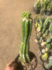 💎👑💎 Tetris — Pup Graft on Rooted 14” PC