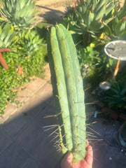 👑💎🌶️🌶️ Eileen — 15” Mega Tip (One More)