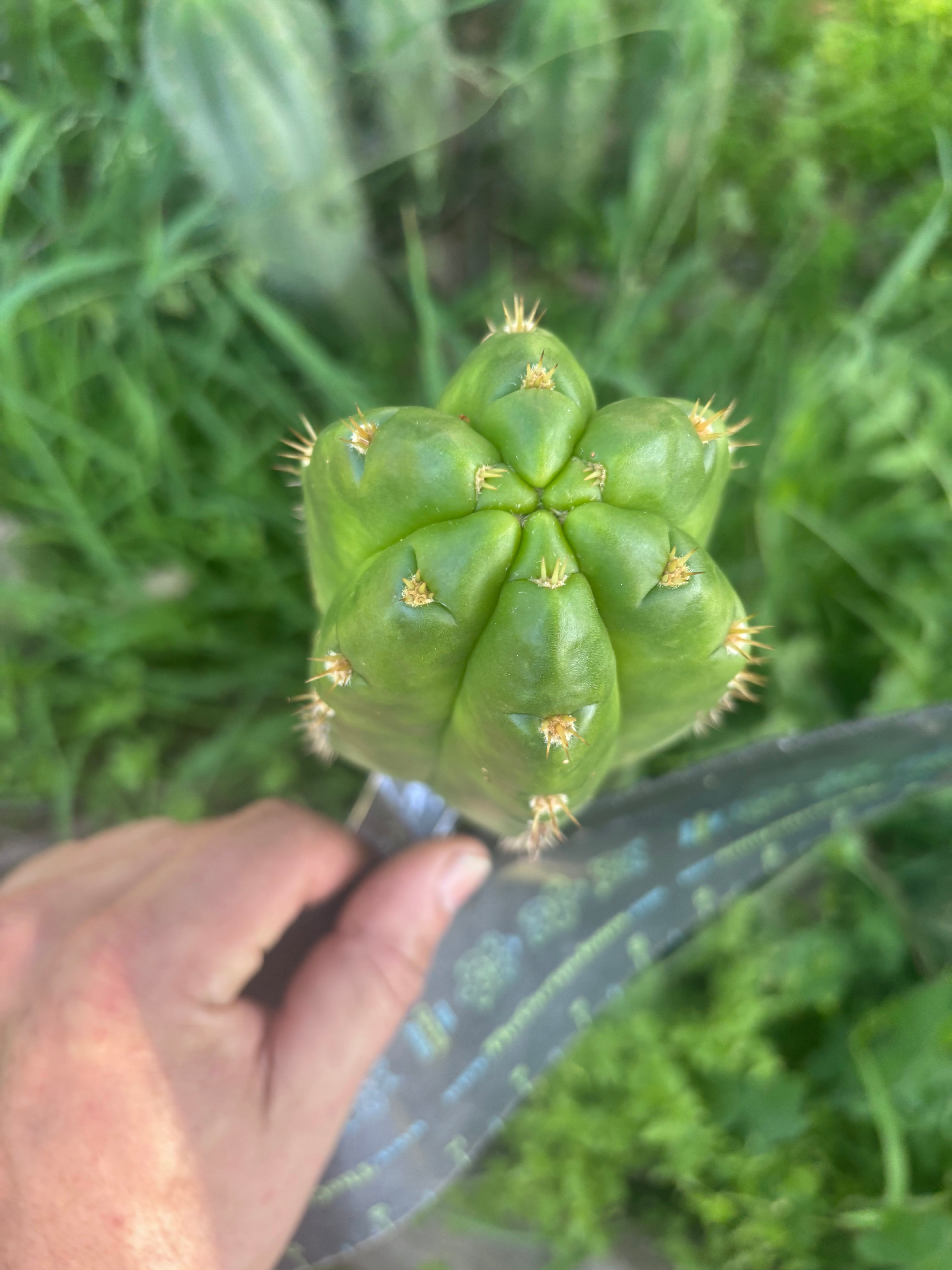 💎👑💎🌶️ CareBear — 5” Tip