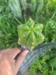 💎👑💎🌶️ CareBear — 5” Tip