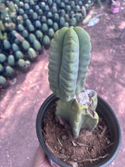 💎👑💎🌶️ Ferah — Rooted Mid with Fourwang Pup
