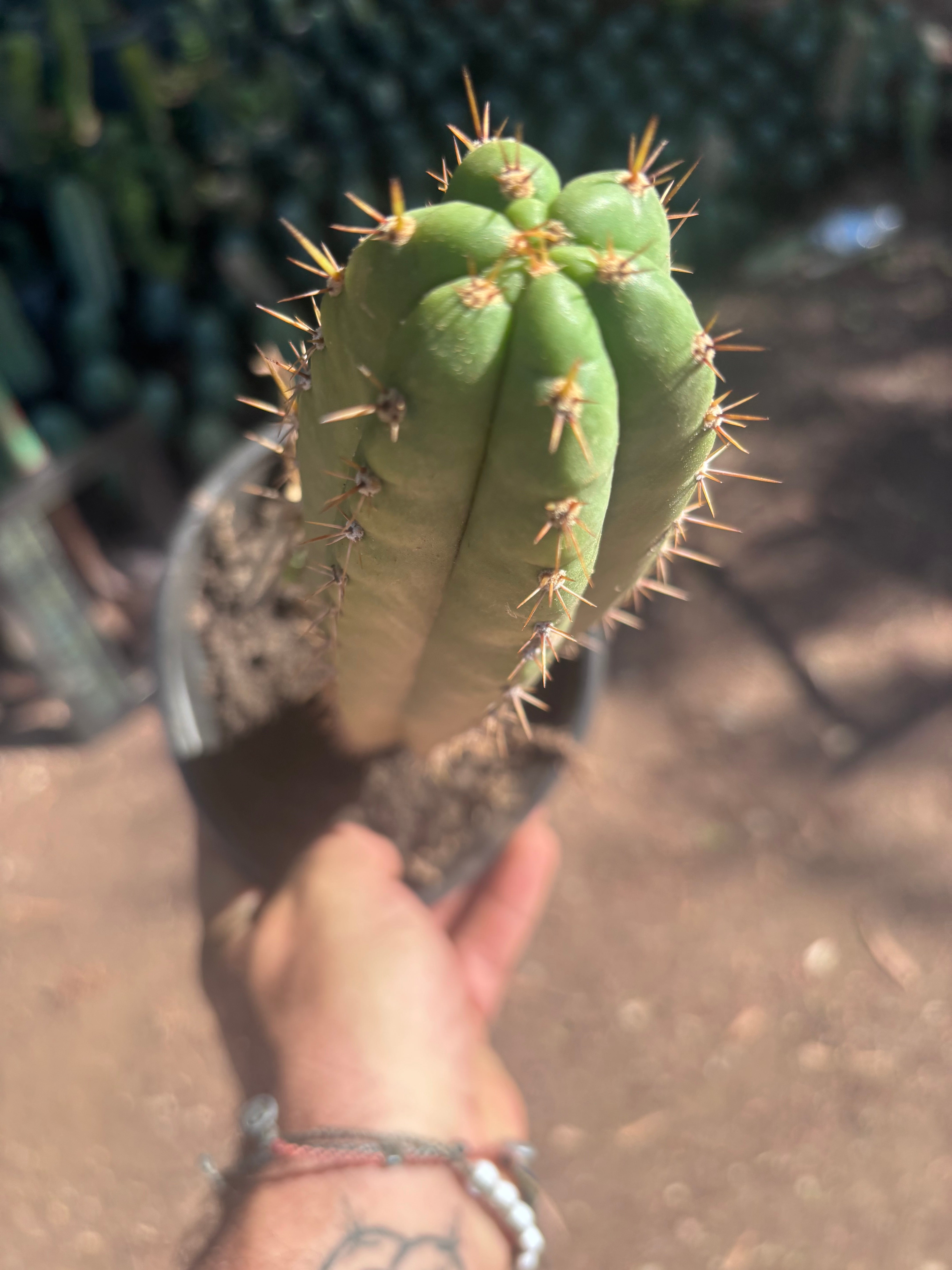 👑🌶️ Torres & Torres — 11” Rooted