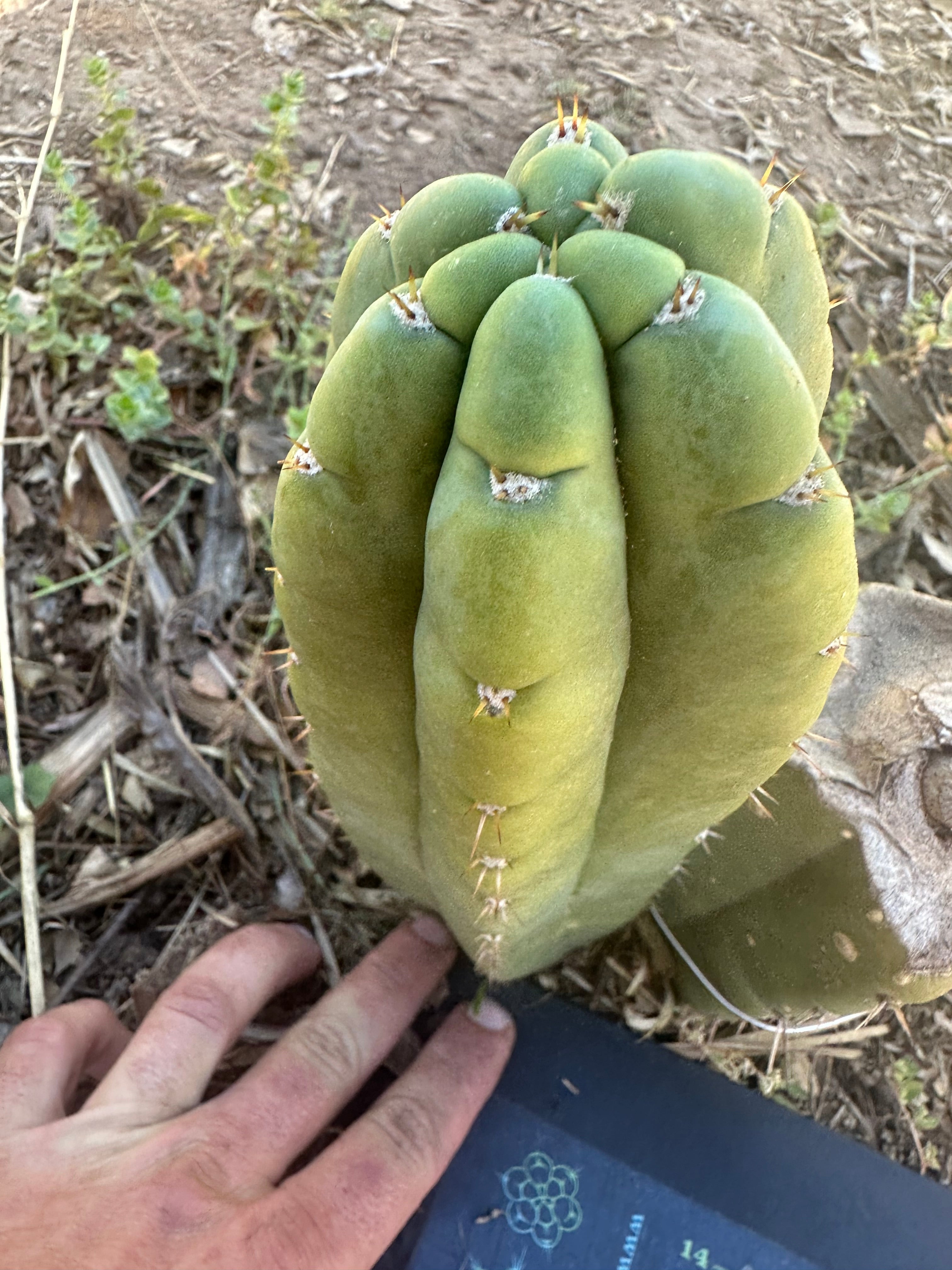 *👑🌶️ Bob’s Colossus—  Chonky 9” Pup