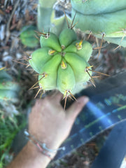 👑🌶️🌶️ Pala — 9” Pup