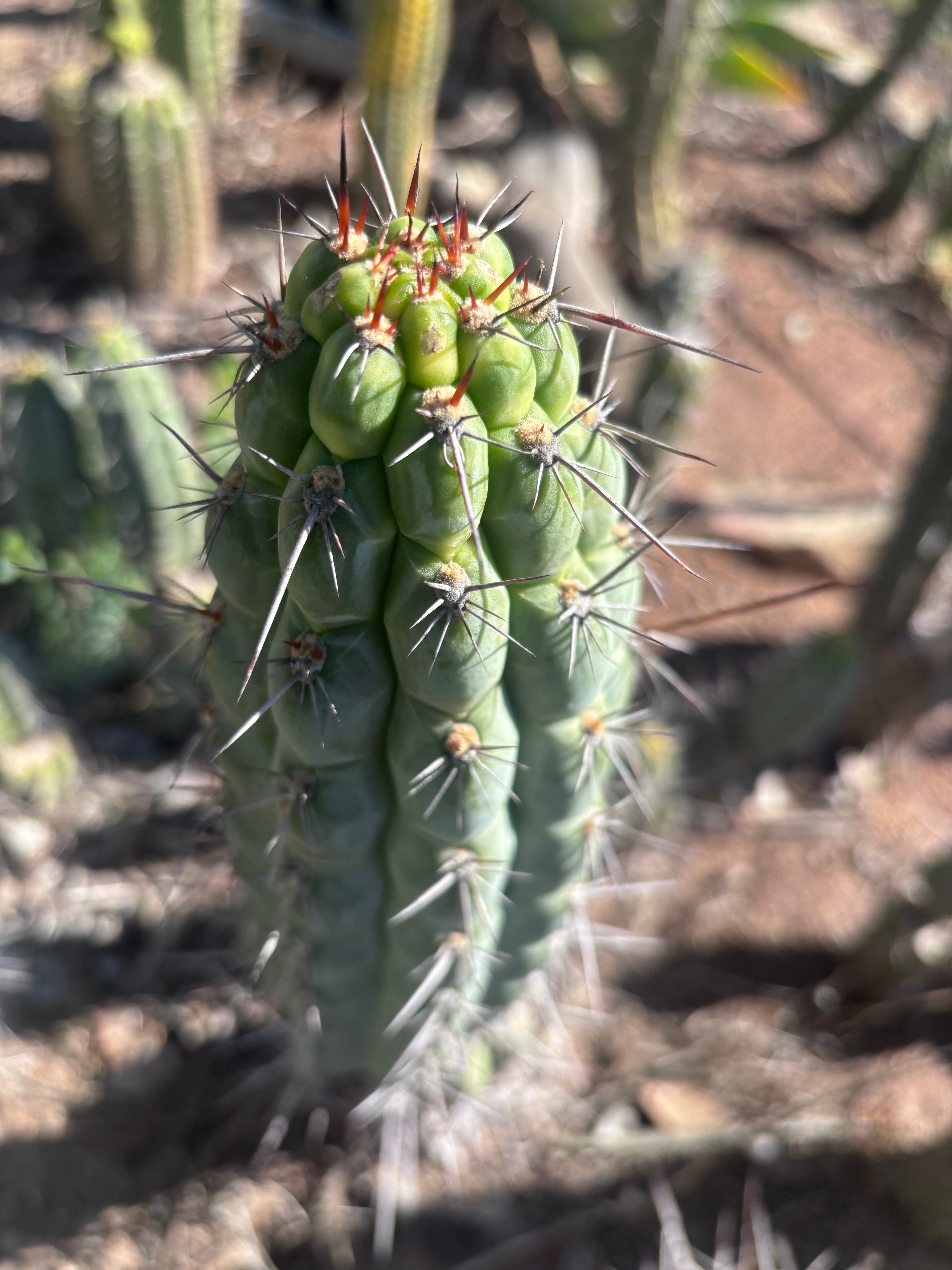 👑 Chala — 12” Tips