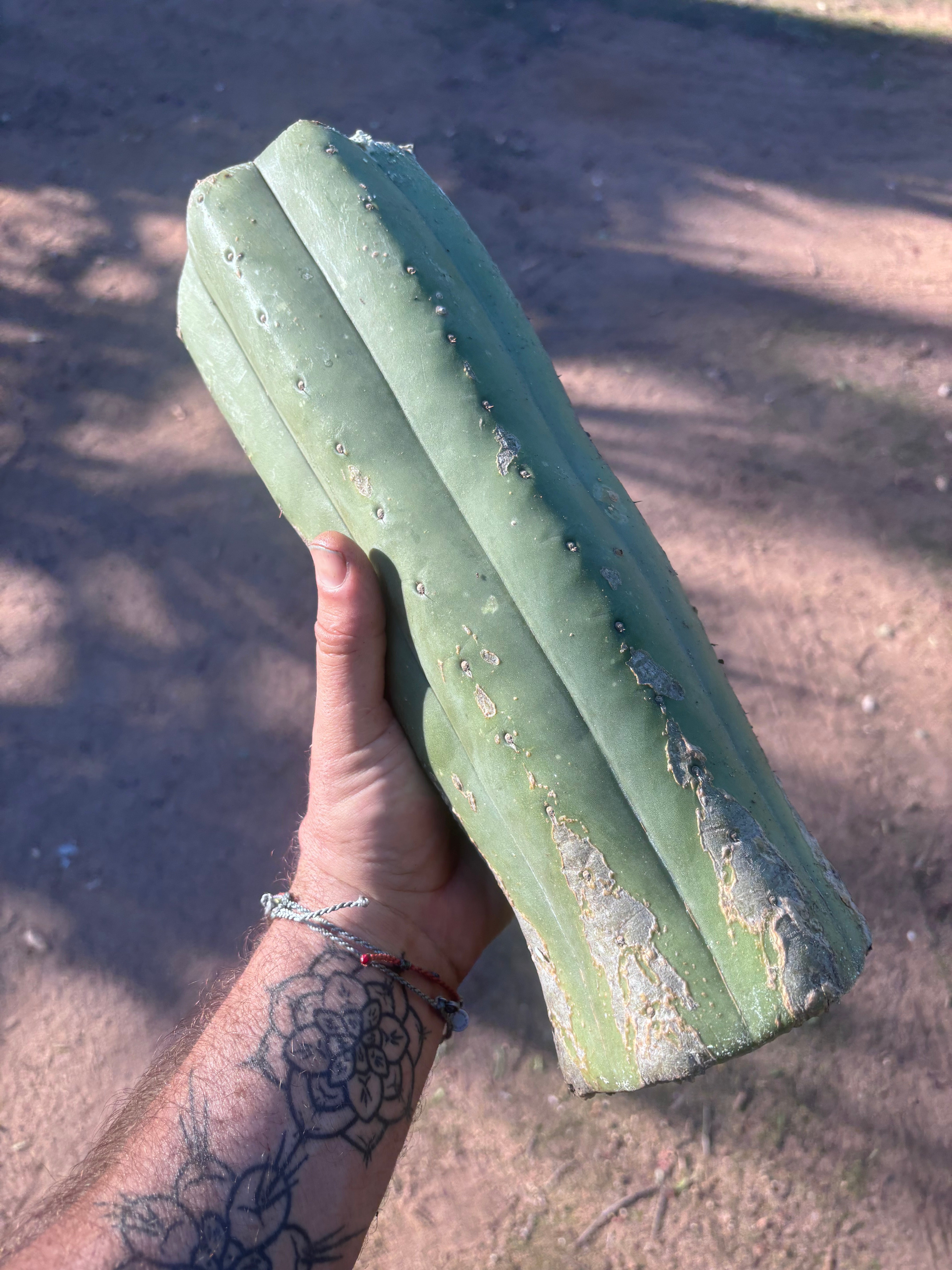 👑🌶️ Juuls Giant — XL 14” Yule Log