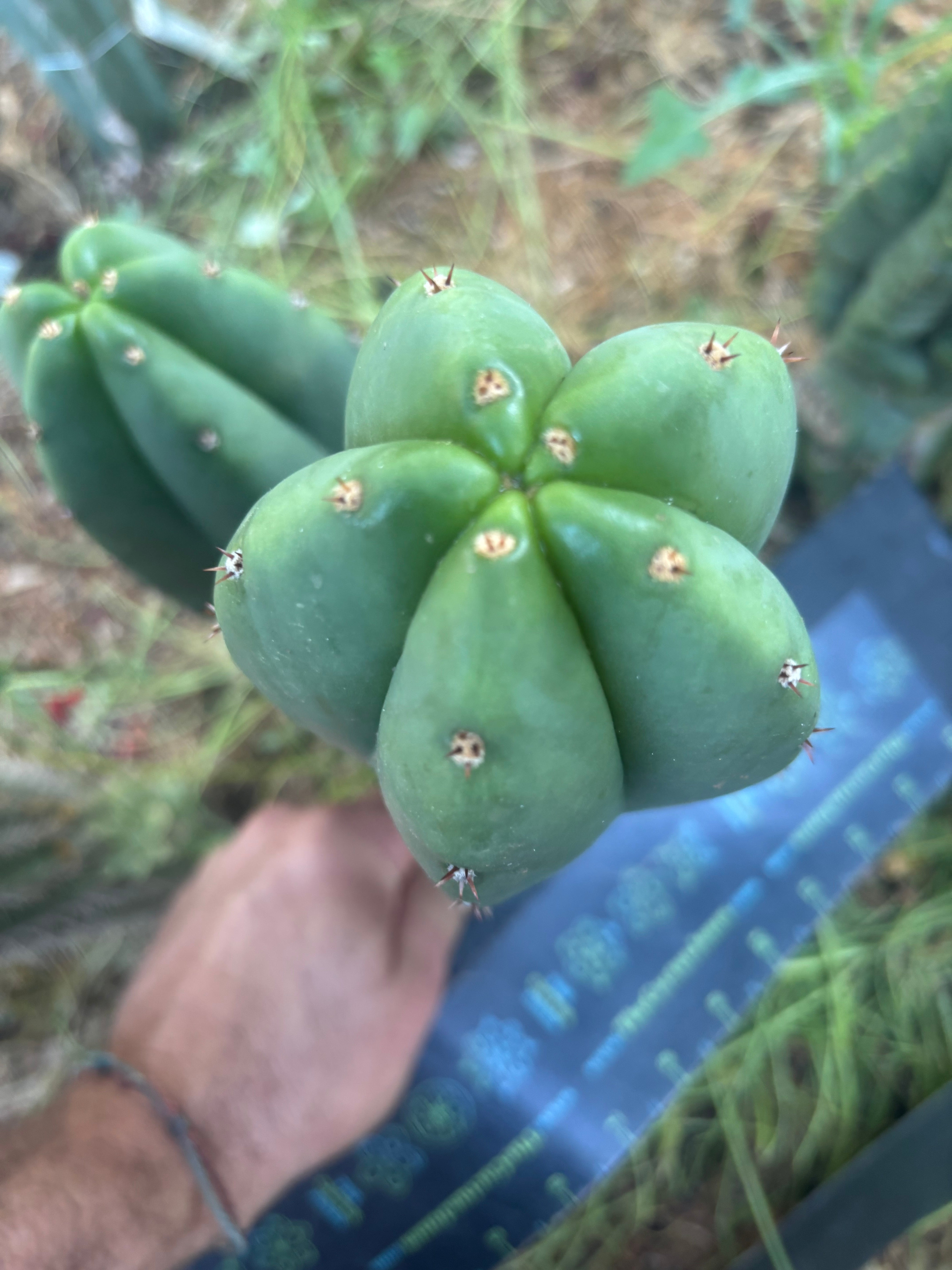 💎👑  Woolunda Monster — 9” Balloon Tip