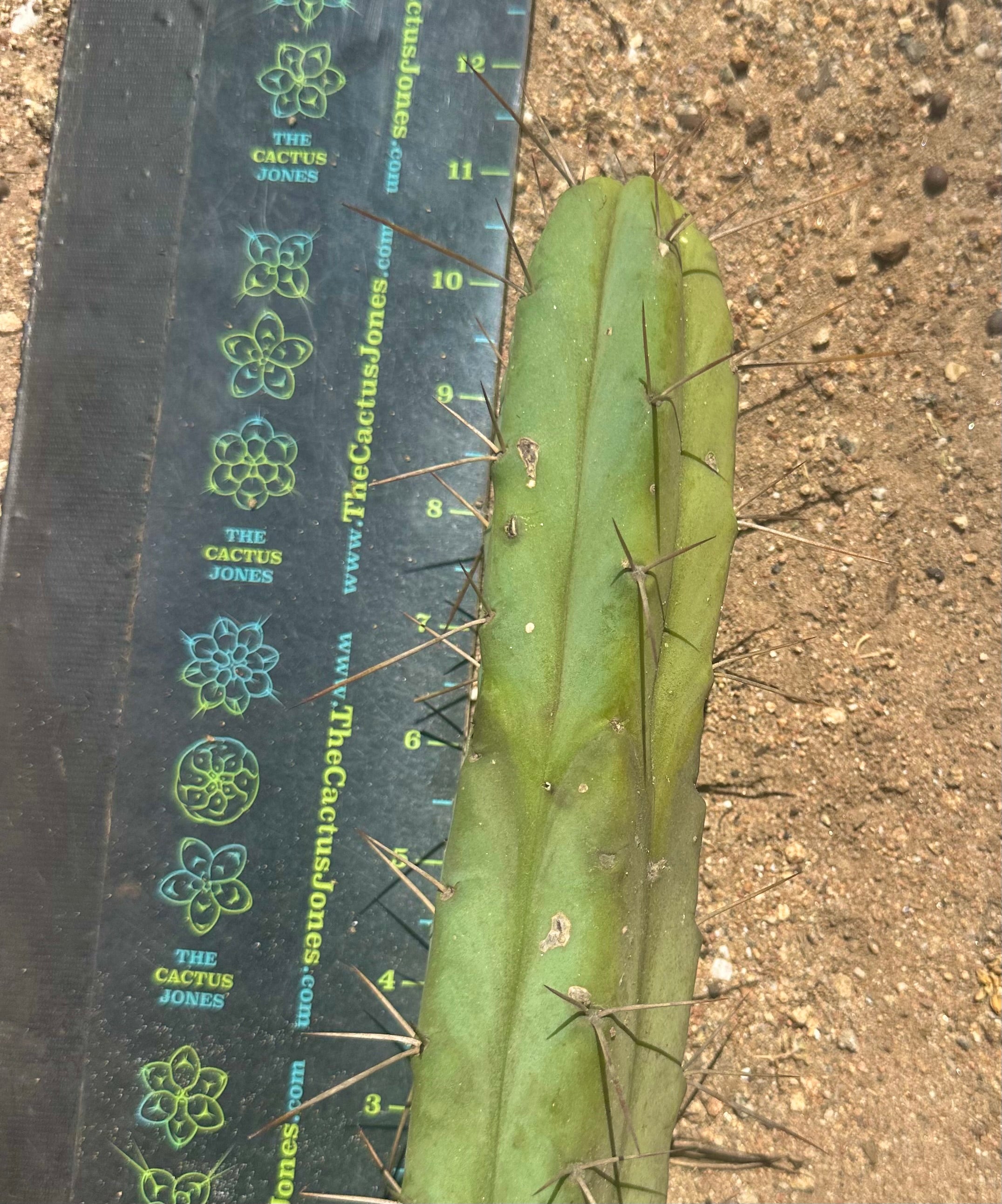 🌶️🌶️ Dulzura Restocked (Again) — 10”  TIPS